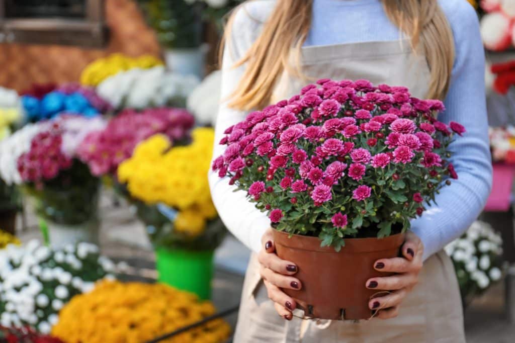 Crisantemi: significato, colori e perché sono considerati i fiori dei morti