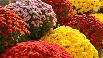 Crisantemi: significato, colori e perché sono considerati i fiori dei morti