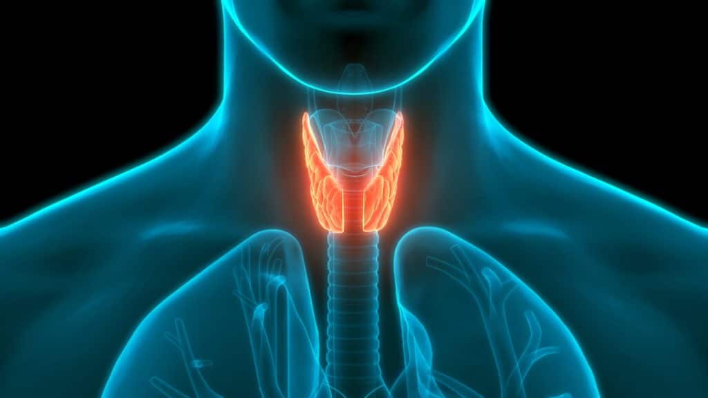 Disturbi della tiroide dopo i 60: sintomi, diagnosi e terapie