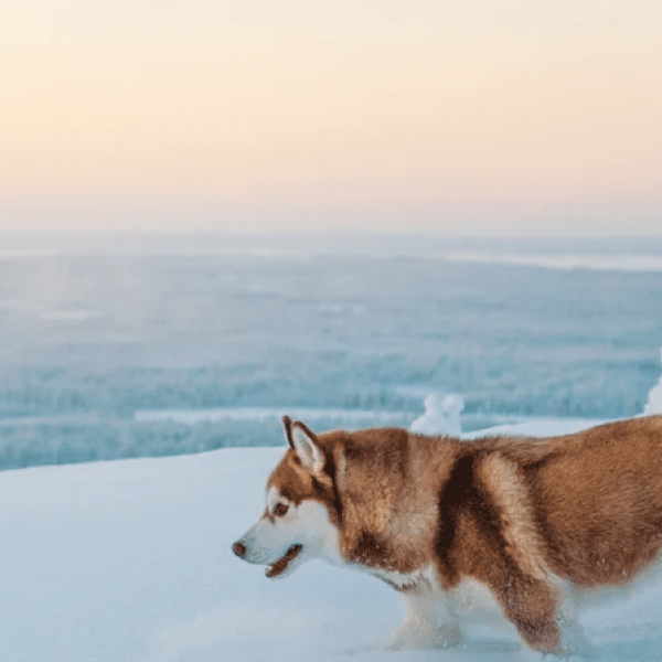 Lapponia finlandese: husky, e-bike e motoslitta