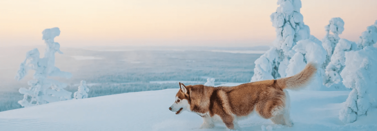 Lapponia finlandese: husky, e-bike e motoslitta