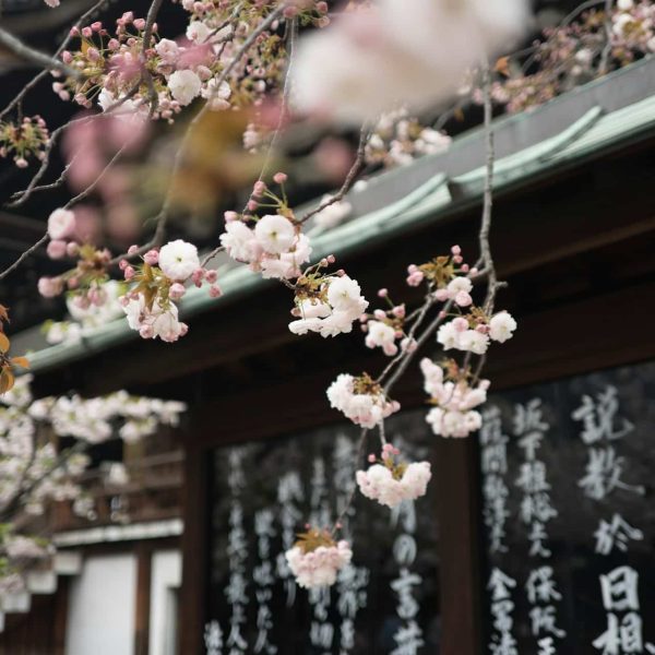 Tour Giappone Hanami con esperienza Ryokan