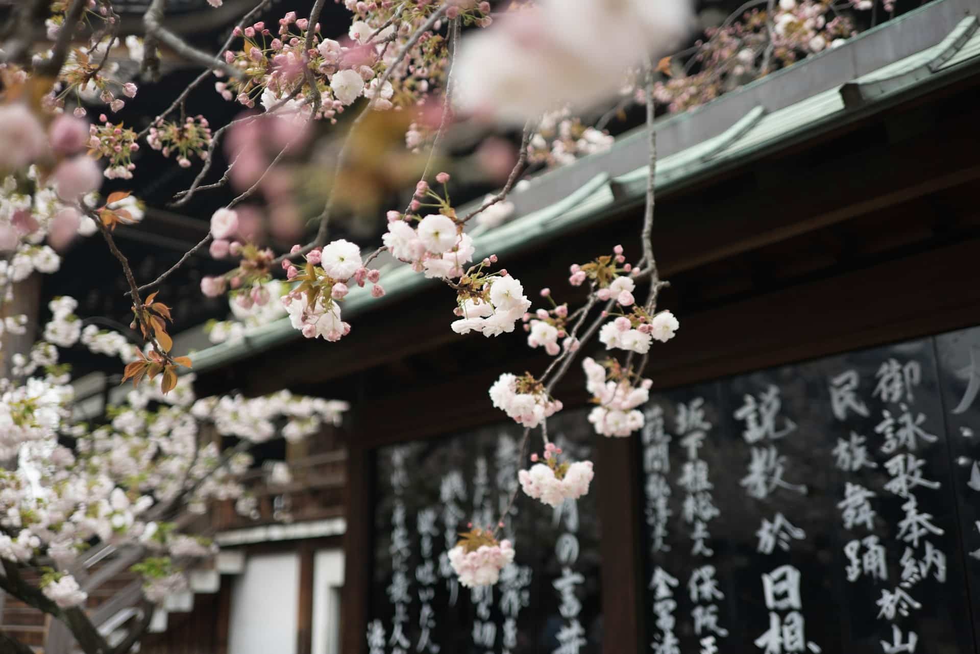 Tour Giappone Hanami con esperienza Ryokan