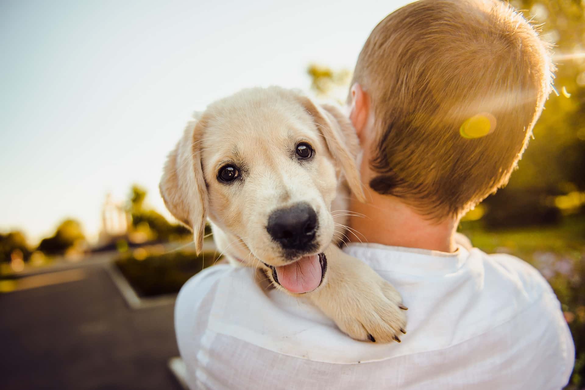 Come calmare il cane o il gatto durante i fuochi d'artificio: consigli utili e pratici