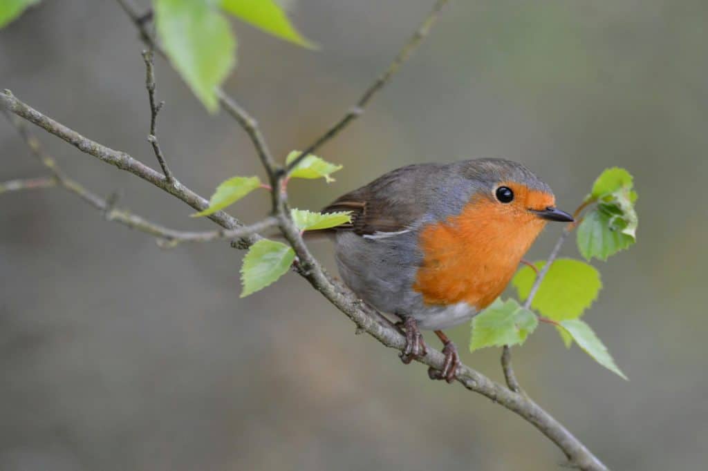 Dove fare Birdwatching in Italia: i migliori posti dove osservare gli uccelli