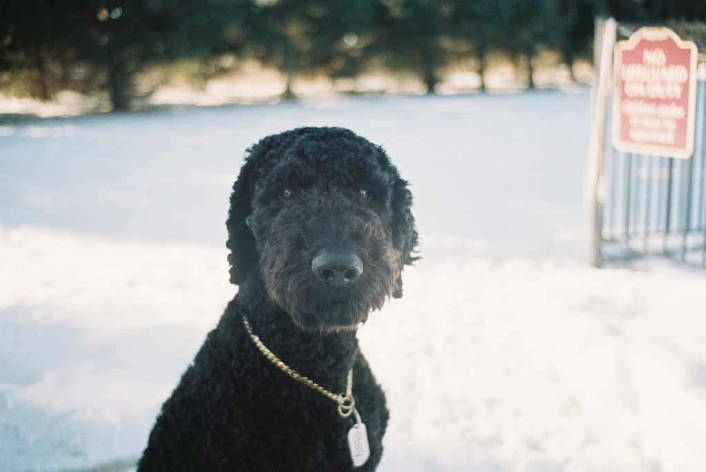 10 cani di piccola taglia adatti alla vita in casa: razze e caratteristiche