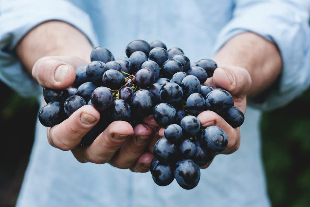 Le migliori frasi sul vino: aforismi e citazioni per i tuoi brindisi