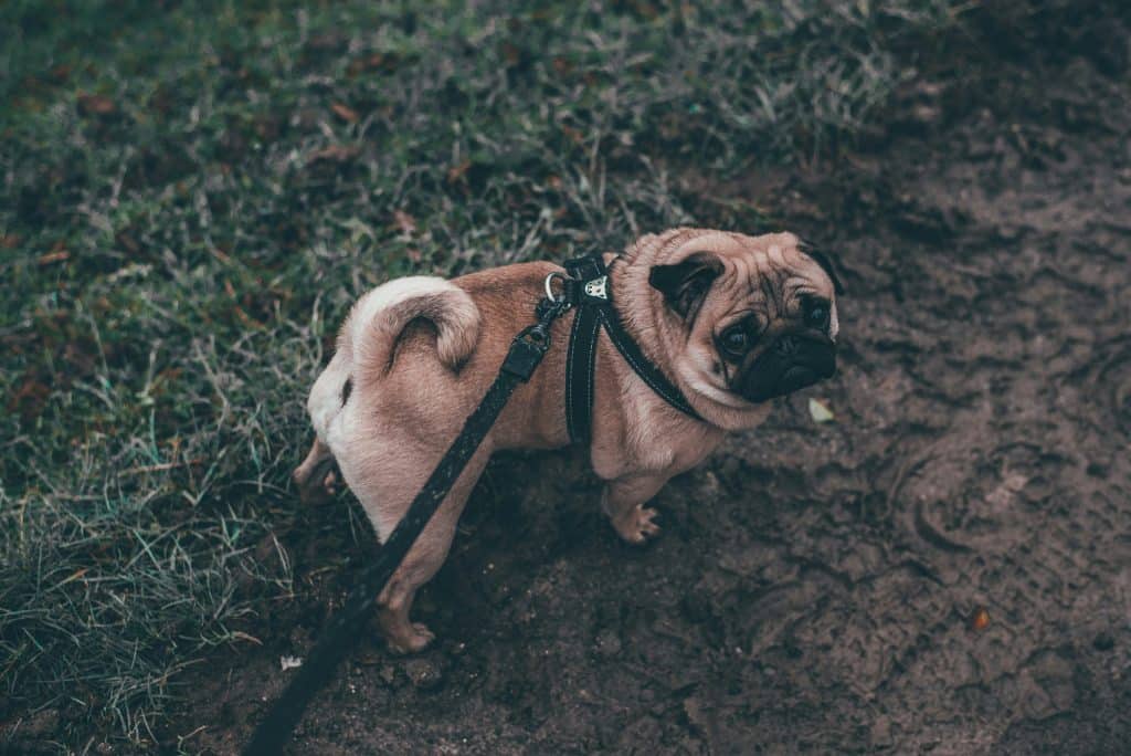 10 cani di piccola taglia adatti alla vita in casa: razze e caratteristiche