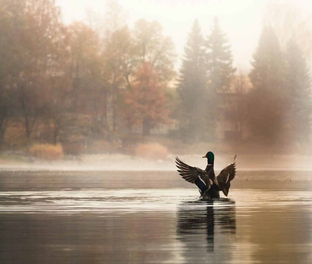 Dove fare Birdwatching in Italia: i migliori posti dove osservare gli uccelli