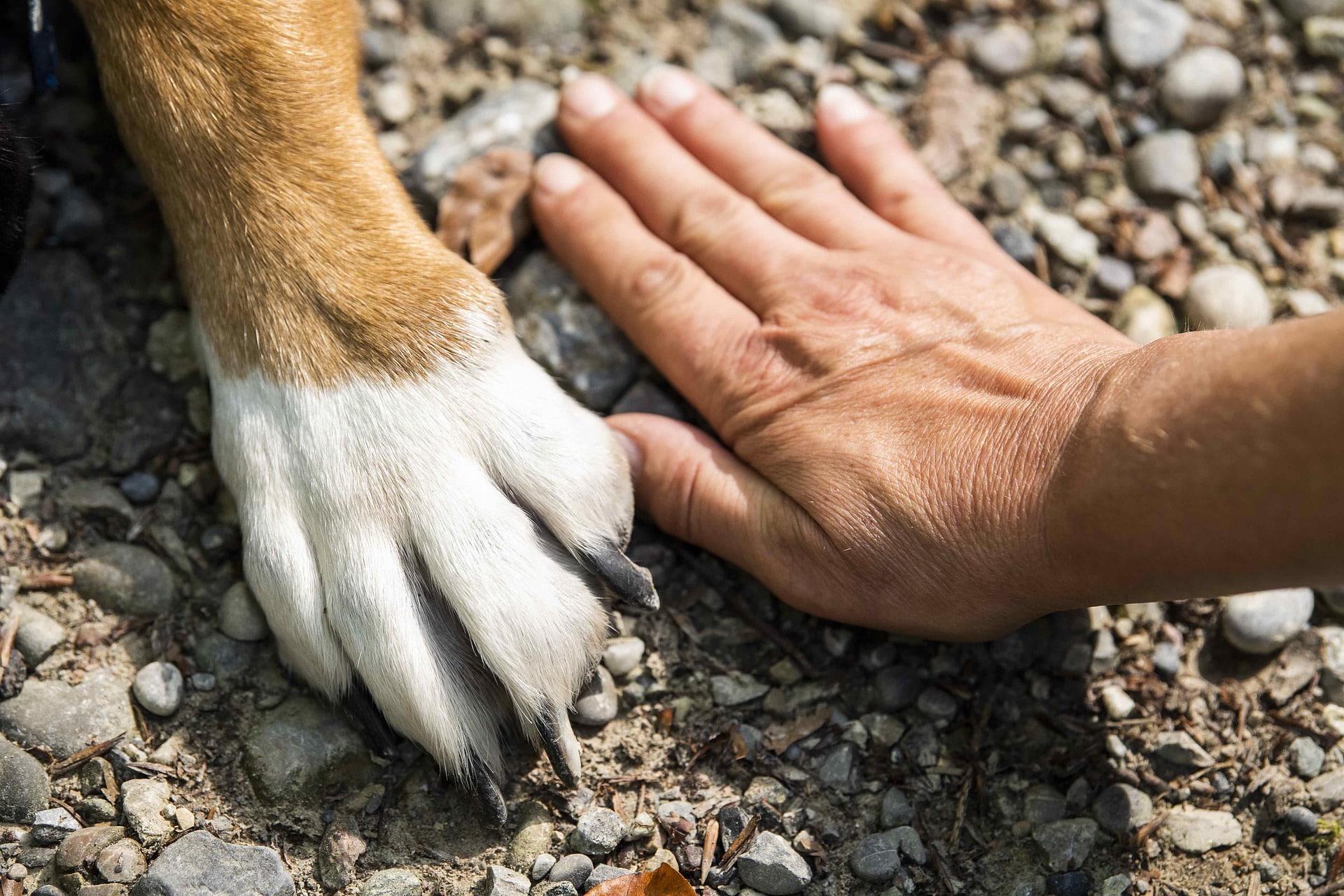 Giornata Internazionale del Cane 2024, cosa c’è da sapere