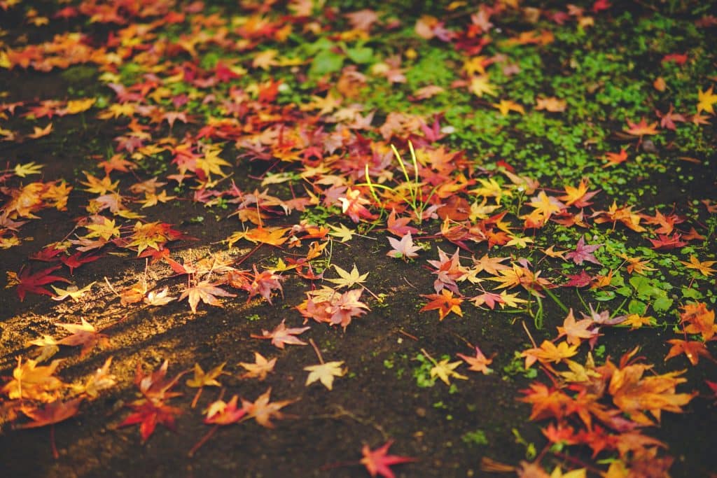 Foliage autunnale in Italia: quando e dove ammirare