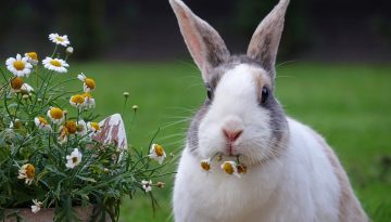 Quali sono i 5 migliori animali da compagnia per over 60