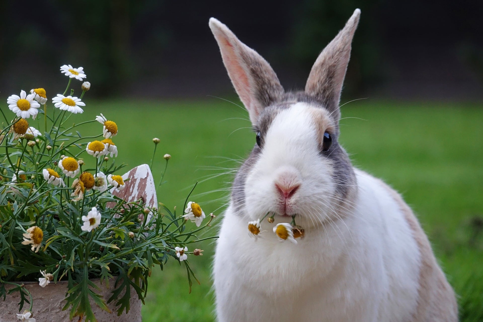 Quali sono i 5 migliori animali da compagnia per over 60