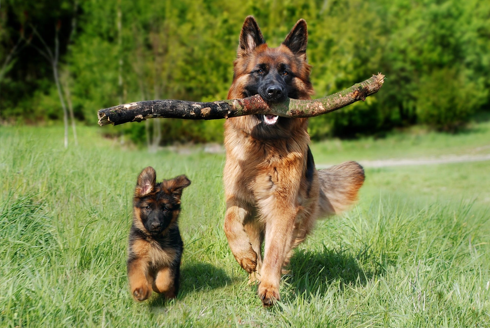 Giornata Internazionale del Cane 2024, cosa c’è da sapere