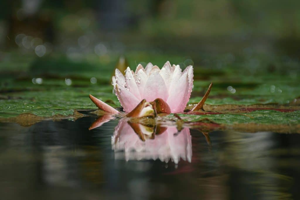 Fiore di loto significato, caratteristiche, colori e come coltivarlo