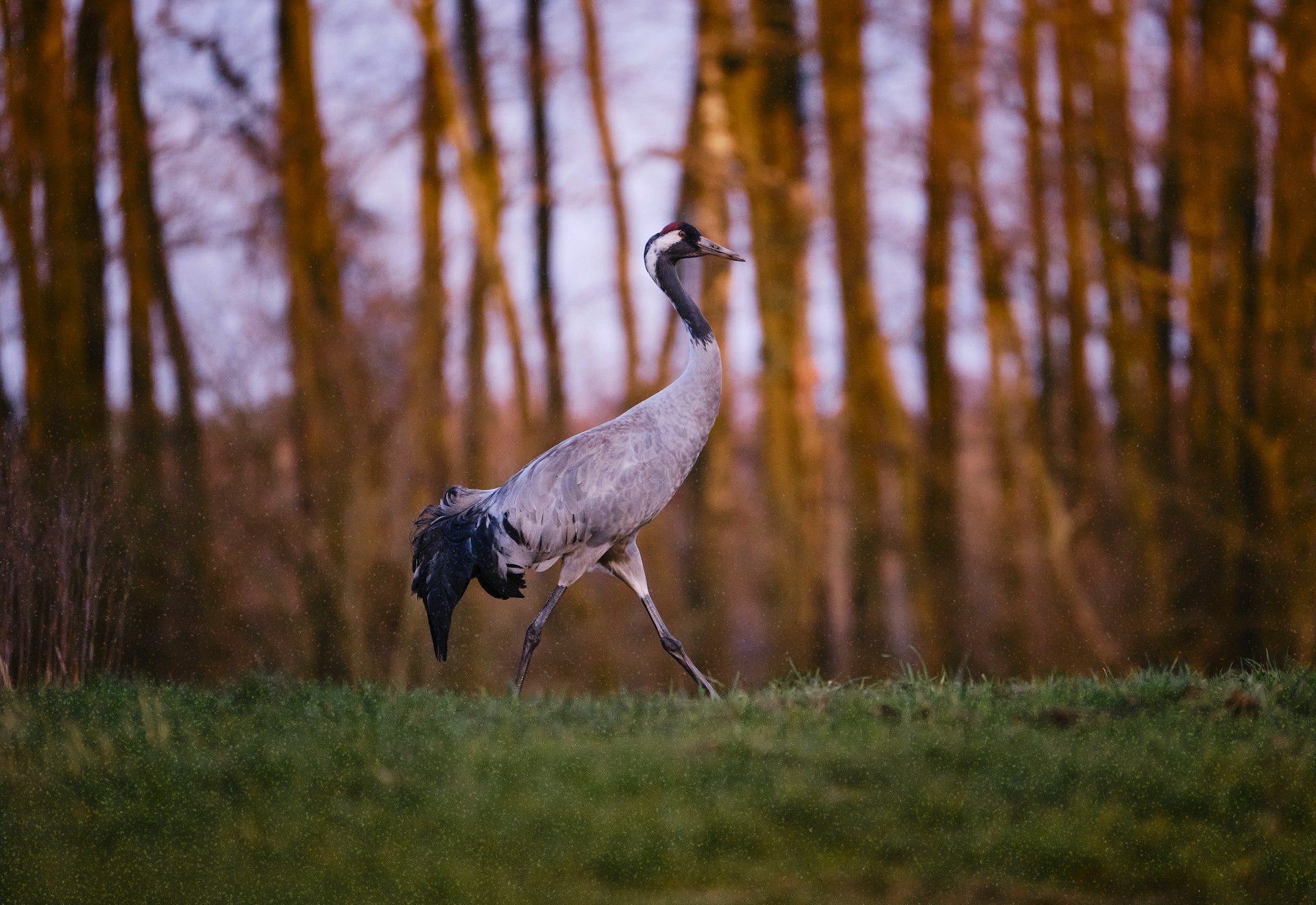 Dove fare Birdwatching in Italia: i migliori posti dove osservare gli uccelli