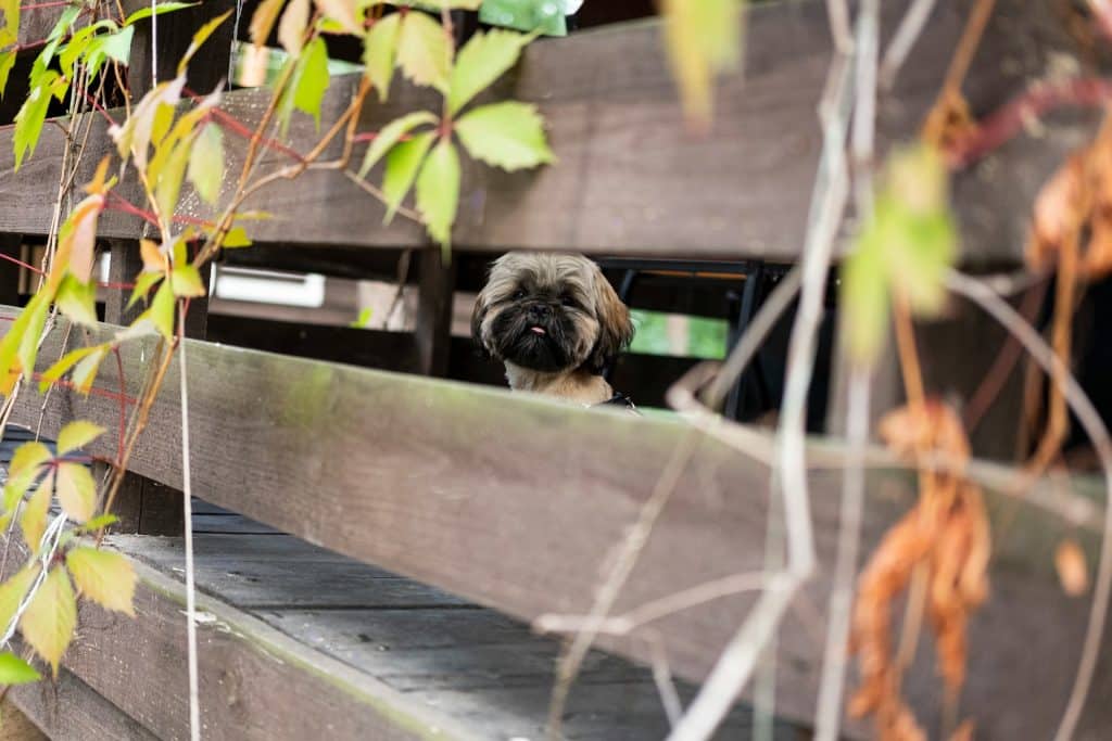 10 cani di piccola taglia adatti alla vita in casa: razze e caratteristiche