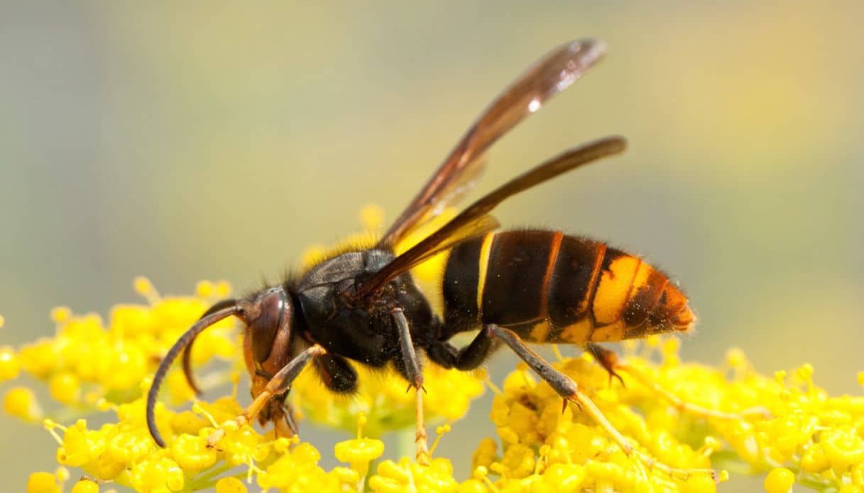 Vespa velutina: come riconoscerla e cosa fare in caso di puntura