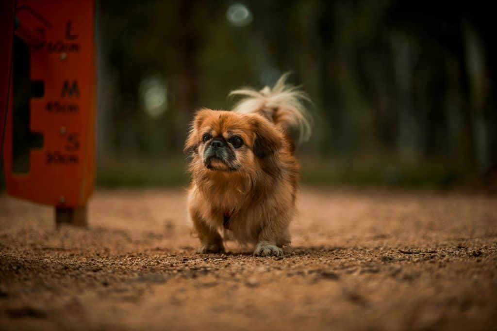 10 cani di piccola taglia adatti alla vita in casa: razze e caratteristiche